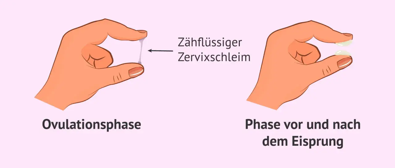 Hände zeigen Zervixschleim: zähflüssig in der Ovulationsphase, klumpig vor und nach dem Eisprung. Ein Einblick in den weiblichen Zyklus.