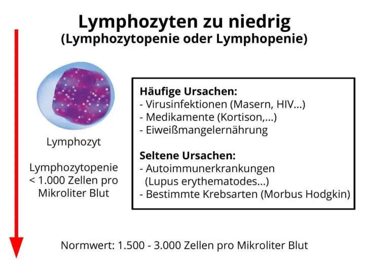 Bild zeigt einen Lymphozyten und erklärt, dass zu niedrige Lymphozyten (Lymphozytopenie) durch Viren, Medikamente oder Mangelernährung verursacht werden können.