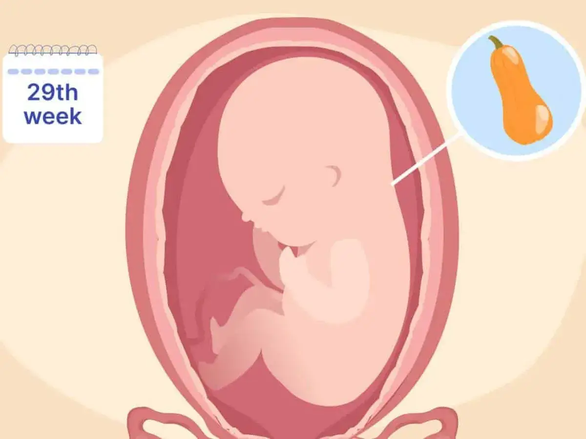 Ein Baby in der 29. SSW, etwa so groß wie ein Butternut-Kürbis, wächst im Mutterleib.