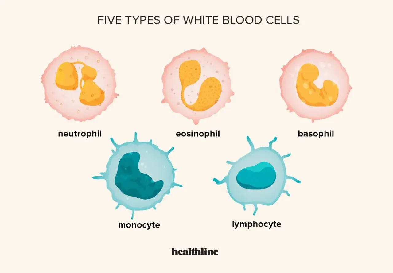 Fünf Arten von weißen Blutkörperchen: Neutrophil, Eosinophil, Basophil, Monozyt, Lymphozyt. Erhöhte Leukozyten können auf Infektionen hinweisen.