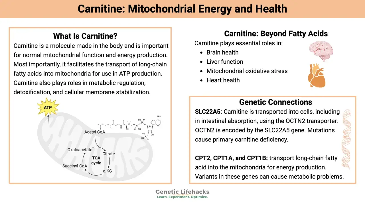Carnitin-Wirkung: Transport von Fettsäuren in Mitochondrien für ATP-Produktion, wichtig für Gehirn, Leber, Herz.