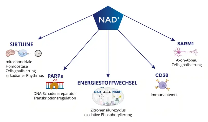 NAD+ beeinflusst Sirtuine, PARPs, Energiestoffwechsel, SARM1 und CD38. Die Wirkung von NAD+ ist vielfältig.